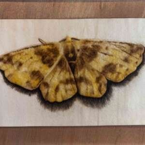 Jaime Ruiz Otis | Polilla Amarilla